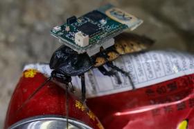 An insect-hybrid robot – fitted with an infrared camera and sensors – navigating its way.