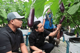 Deputy Minister of Agriculture and Food Security Arthur Joseph Kurup (centre) inspecting crops during a visit to a chilli and eggplant farming project in Felda Sungai Panching Selatan.