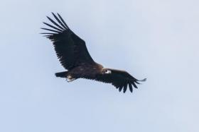 The cinereous vulture in flight above Singapore Botanic Gardens, on Dec 30, 2021.
