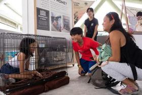 Nine-year-old Isabel Kwok experiencing what it is like for animals to be caged as her sibling Adriel and SPCA volunteer Sabrina Ng look on.