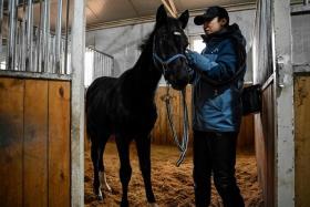 Zhuang Zhuang, seen here with  animal trainer Yin Chuyun at a stable in Beijing, is a clone of a horse imported from Germany.