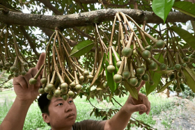 Mr Tan Chee Keat examining flower buds on a durian tree at his farm in Relau in George Town, Penang.