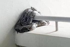 The reticulated python was seen motionless and curled around a railing at the Tampines HDB block.