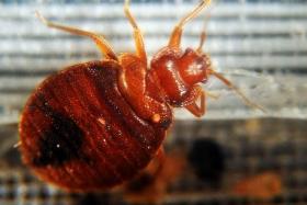 Bedbug bites do not transmit diseases, but causes severe itching.