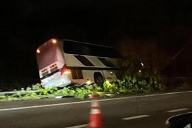 A tree and street light were damaged when a private bus veered off the Seletar Expressway on Thursday morning.