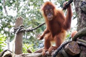 As part of a diplomatic strategy, Malaysia will offer gifts of orang utans to trading partners.