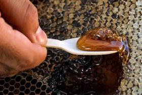 Honey from stingless bees, also known as kelulut in Malay, had a uniquely sweet and sour taste with a flowery or fruity aroma. 