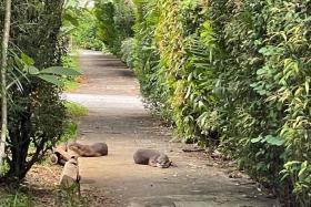 Otters at Seletar Estate.