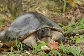 Jasmine, a critically endangered Malaysian giant turtle, was found at Sungei Buloh Wetland Reserve in 2019.
