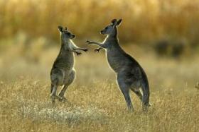 Juvenile kangaroos fight in Namagi National Park, near Australia's capital city of Canberra.