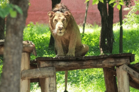 The man was killed by one of three lions at the Sri Venkateswara Zoological Park. 