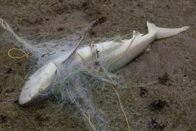 One of the 14 blacktip reef sharks killed by a gill net found by researchers on Pulau Semakau.