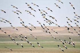 The Central Asian Flyway is home to 605 migratory bird species from 84 families.