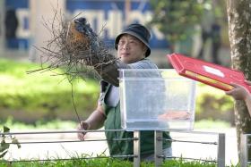 Officers from NParks removed nests and two young crows from nearby bushes.