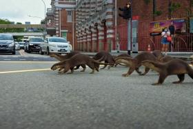 The Zouk otter family must patrol its city centre territory in Singapore, and sometimes this involves crossing major roads