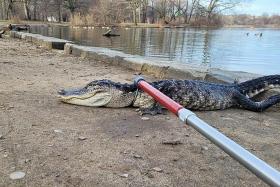 A 1.2m-long alligator was found alive, but in a very poor condition, in a pond in a Brooklyn park. 