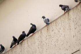 There have been news reports of pigeons being a nuisance, with their droppings dirtying the walls and floors.
