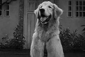 Golden retriever Buddy had been diagnosed with two kinds of lymphoma in 2021.