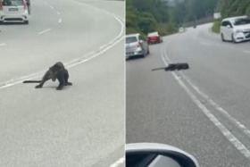 A black panther caught in traffic was killed after it got hit by a car in Simpang Pertang, a town in Malaysia, on Saturday afternoon.