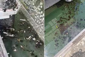 Dead fish were found in the sea off Raffles Marina, where the water quality was affected by oil and grease.