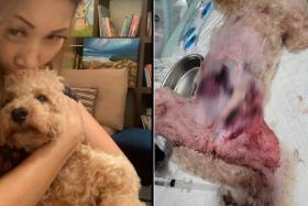 The Maltipoo, owned by Ms Jennifer Fan, suffered injuries that required surgery and intensive care in a veterinary hospital. 