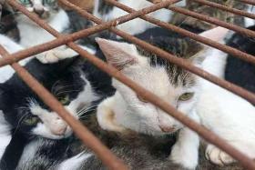 Cats abandoned by owners worried about proposed cat-ownership framework