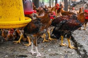 The government imposed a ceiling price of RM8.90 (S$2.80) per kg of chicken, under a price control scheme in force between Feb 5 and June 5.