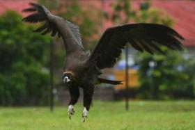 The rare cinereous vulture flew only a short distance and was recaptured again on Jan 5, 2022.

