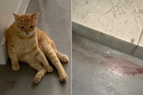 Ms Sharon Ong said that a cleaner told another cat feeder that a ginger cat was found dead in a drain with its face slashed. 