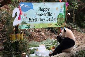 Singapore’s first locally born giant panda Le Le enjoyed his spread of birthday treats, including a bamboo cake.