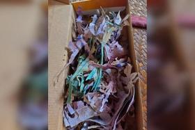 The woman had stashed RM30,000 (S$8,700) in a cardboard box, only for the notes to be shredded by termites.