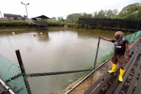 &lt;p&gt;FILLED UP: The dry pond&amp;nbsp;at Sunny Horticulture last month has filled up after a few days of rain (above). - TNP PHOTOS: CHOO CHWEE HUA, KOK YUFENG&lt;/p&gt;
