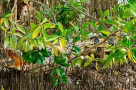 LURKING IN MANGROVE: Mr Mohamad Sulkhi was shocked to see the size of the crocodile when he zoomed in with his camera.