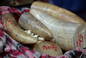 This file picture taken on Aug 30, last year shows confiscated elephant tusks displayed during a press conference at the customs office in Bangkok.  Photo: 