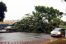 OBSTRUCTION: A fallen tree along Mandai Road crashed onto a car, blocking five out of the six lanes.