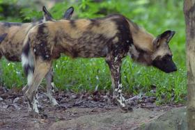 CAUGHT: An African wild dog, like the one above, was caught in half an hour after it left its sanctuary. No visitor, staff or animals were hurt. 