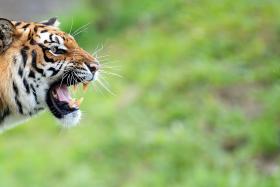 File photo of a tiger. Phuket&#039;s Tiger Kingdom closed its Big Cat enclosure on Thursday in the wake of a mauling incident involving an Australian tourist.