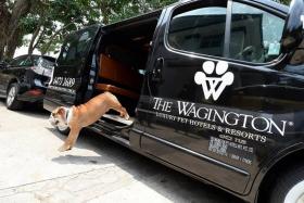 LIKE A STAR: The Wagington Limo transports pets between home and hotel.