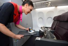 A Qantas stewardess brings water for one of the four koalas that will be coming to the Singapore Zoo.