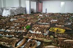 Authorities seized illegal ivory tusks, rhinoceros horns and big cats&#039; teeth, estimated to be worth $8 million.