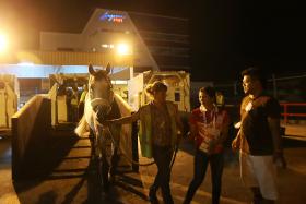 UNLOADED: Team Singapore rider Catherine Chew (in red shirt) and a groom lead her horse, Coquira, down a ramp at the Changi Airfreight Centre.