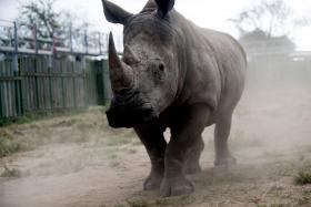 A biotech firm from San Francisco is hoping to eliminate rhino poaching with a 3D-printed substitute which can be sold at an eighth of the cost.