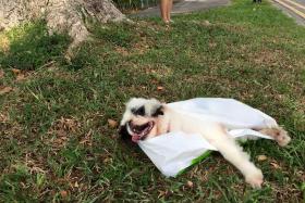 ABANDONED: The dog was left in a plastic bag at the side of the road in Siglap, with its tongue hanging out (above).