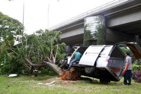 CRASH: The van uprooted a tree at Upper Thomson Road.