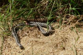 File photo of adders.