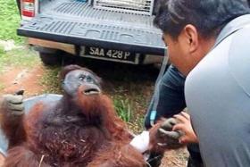Gedau when he was found at the oil palm estate. He died two weeks after being found injured in an oil palm plantation.