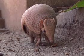 Man in Texas was wounded after he fired a gun at an armadillo in his yard and the bullet ricocheted back to hit him in his face.