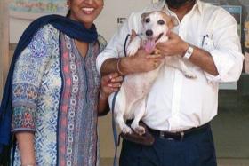 A couple identified as Mr and Mrs Singh were reunited with their Jack Russell terrier named Spikey that went missing nine years ago.