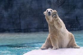 GOLDEN YEARS: At 25, Inuka is considered a senior polar bear. 