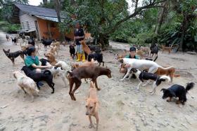 A HAND IN NEED: (Above) Singaporean volunteers Cheryl Lim, 27, and Ivan Lim, 25, (in green shirts) play with the dogs at Noah’s Ark Natural Animal Sanctuary (Nanas) in Johor, which houses about 1,200 animals.